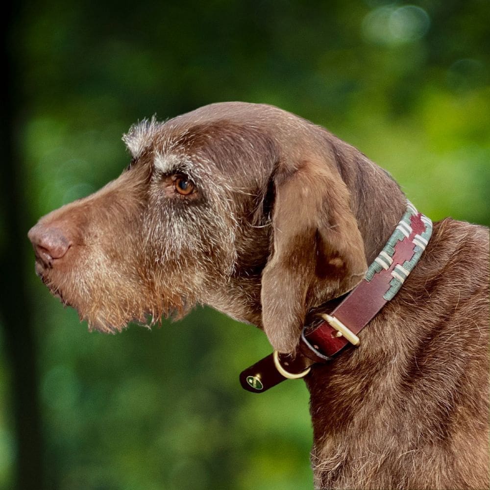 Duitse staande hond met groene polo halsband om