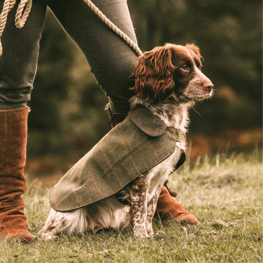 Springer spaniel met Kinross tweed hondenjas
