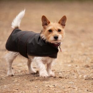 klein hondje met waxjas